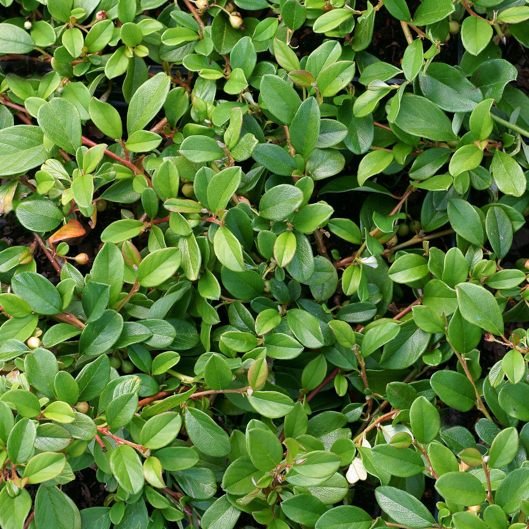 Verkoop Dwergmispel 'Major'