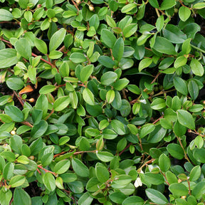 Verkoop Dwergmispel 'Major'