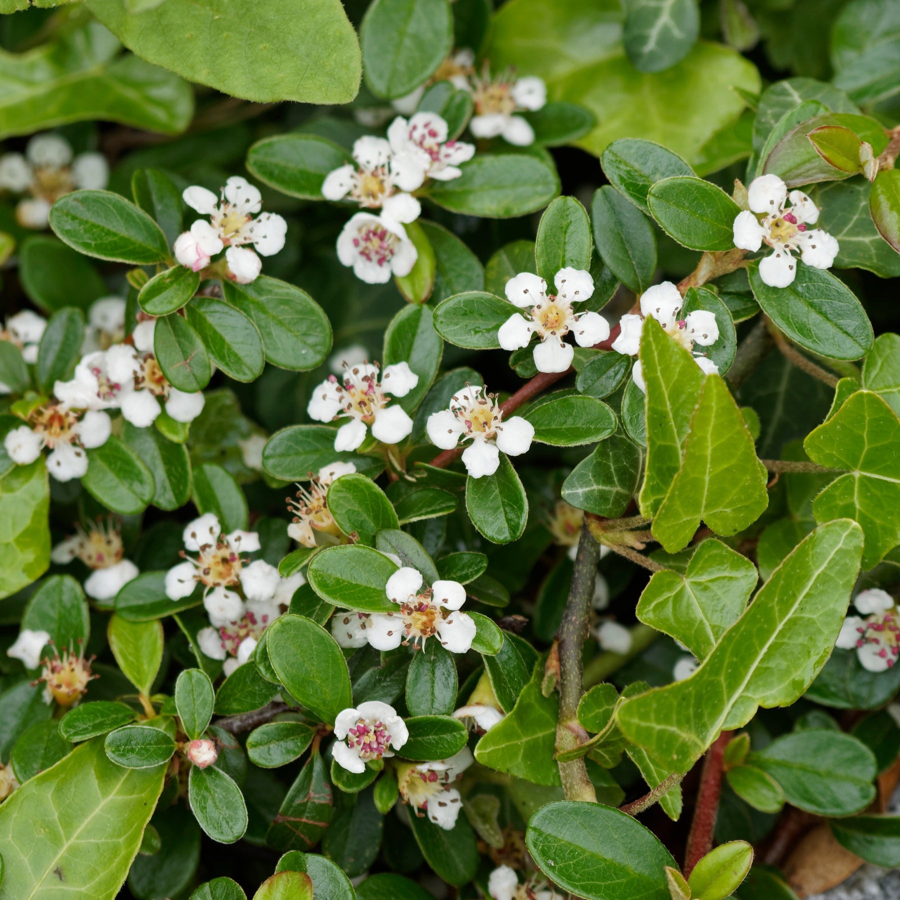 Bloeiende heesters - Dwergmispel 'Major' - Cotoneaster Dammeri