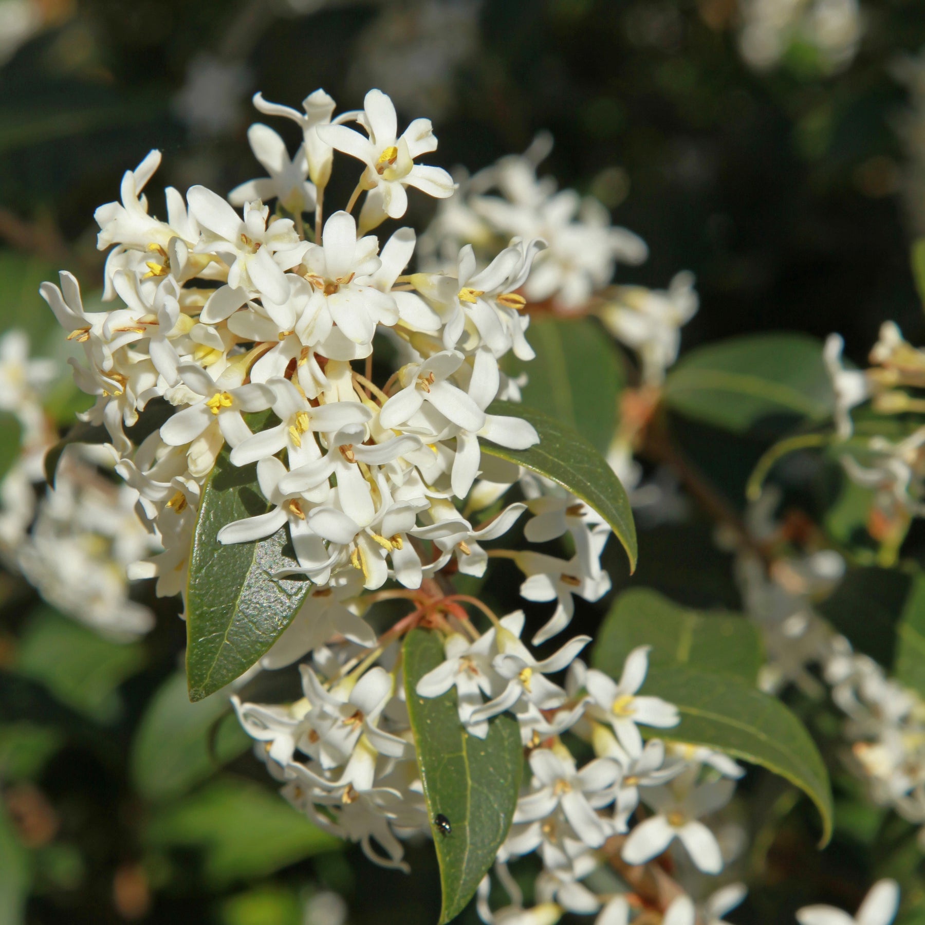 Schijnhulst Brukwoord - Osmanthus burkwoodii - Willemse