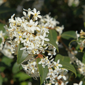 Schijnhulst Brukwoord - Osmanthus burkwoodii - Willemse