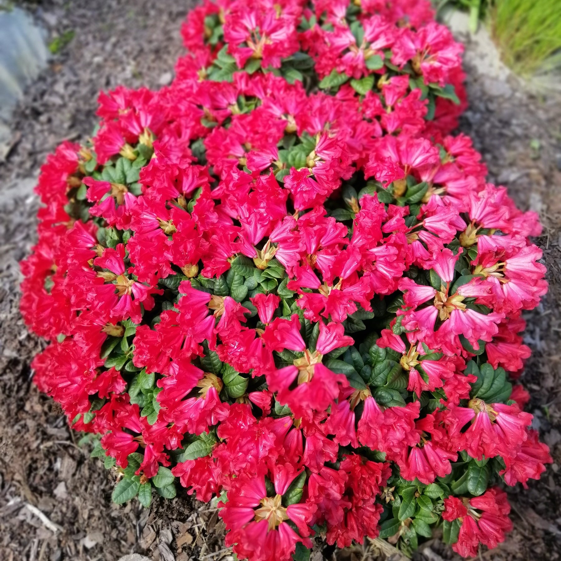 Rhododendron 'Scarlet Wonder'