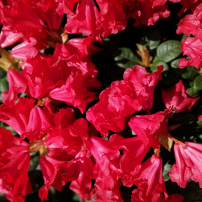 Rhododendron 'Scarlet Wonder'