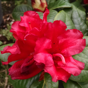 Rhododendron 'Scarlet Wonder'