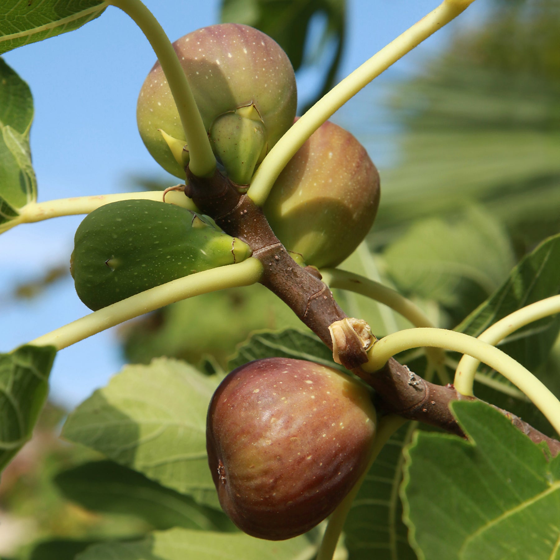 Vijgenboom 'Brown Turkey' - Willemse