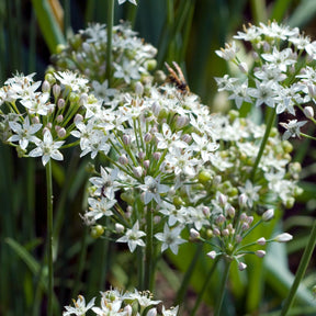 Aromatische Collectie #1