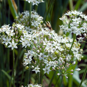 Aromatische collectie #2