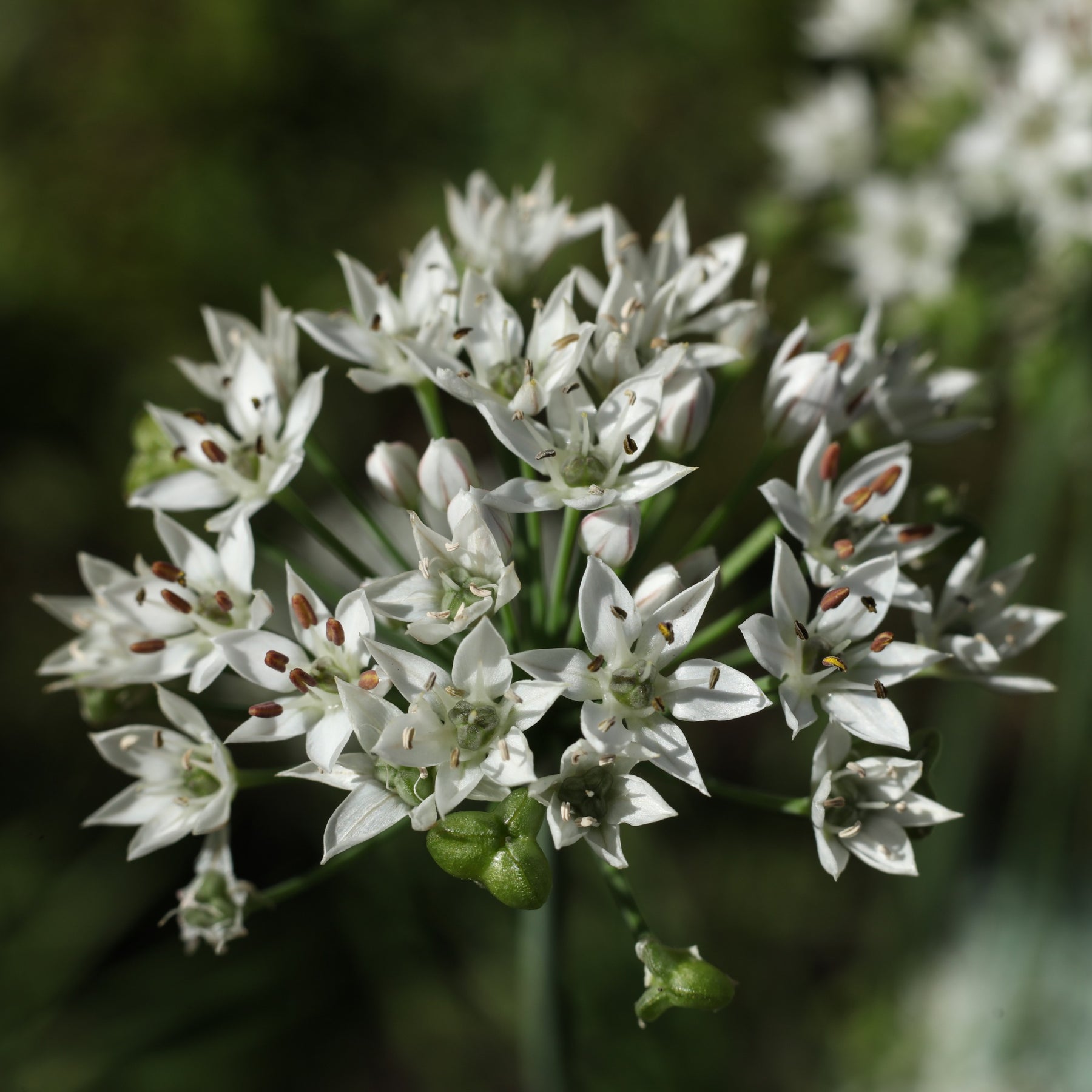 Kruiden - Chinese bieslook - Allium tuberosum