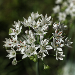Kruiden - Chinese bieslook - Allium tuberosum