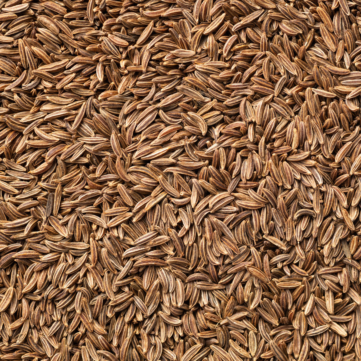 Komijn - Cumin - Willemse