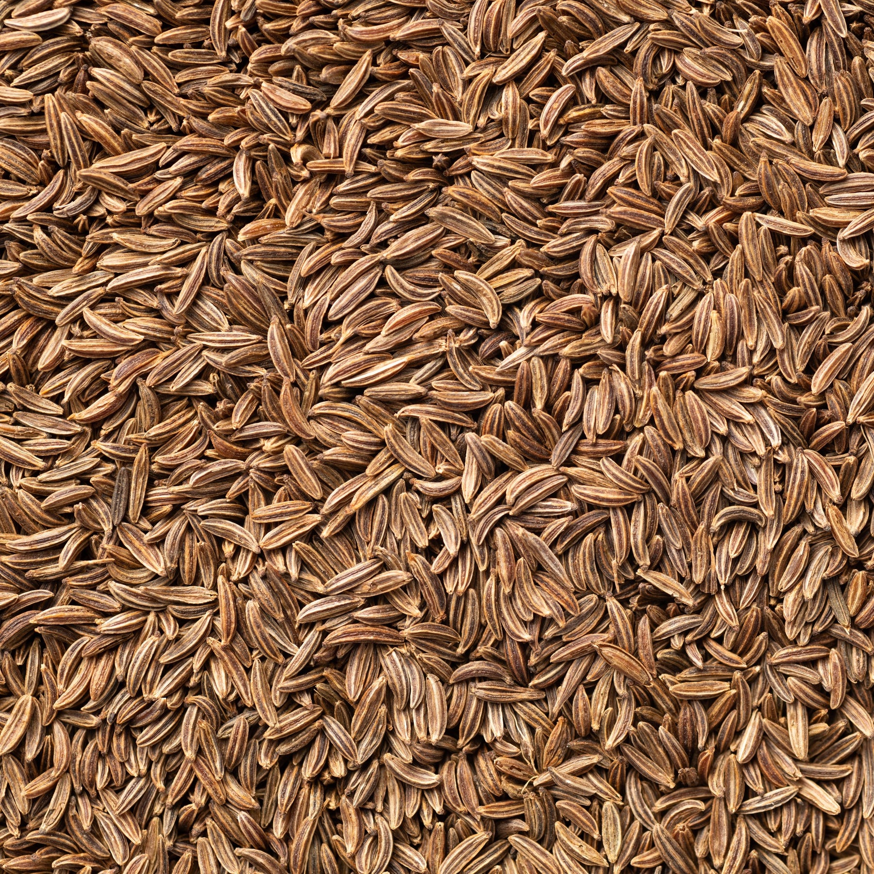 Komijn - Cumin - Willemse
