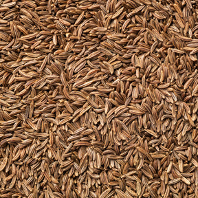 Komijn - Cumin - Willemse