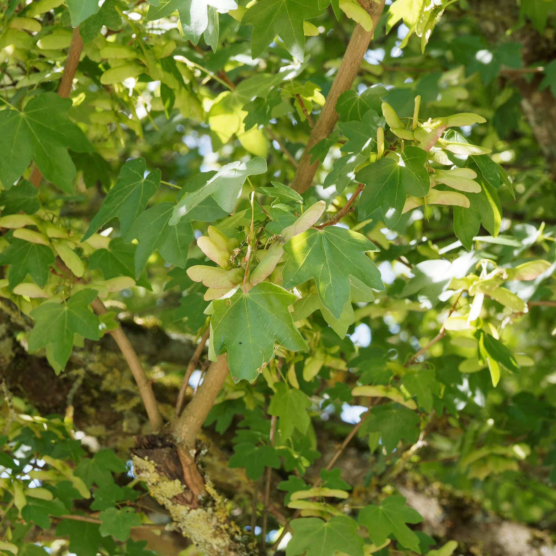 Spaanse aak - Willemse