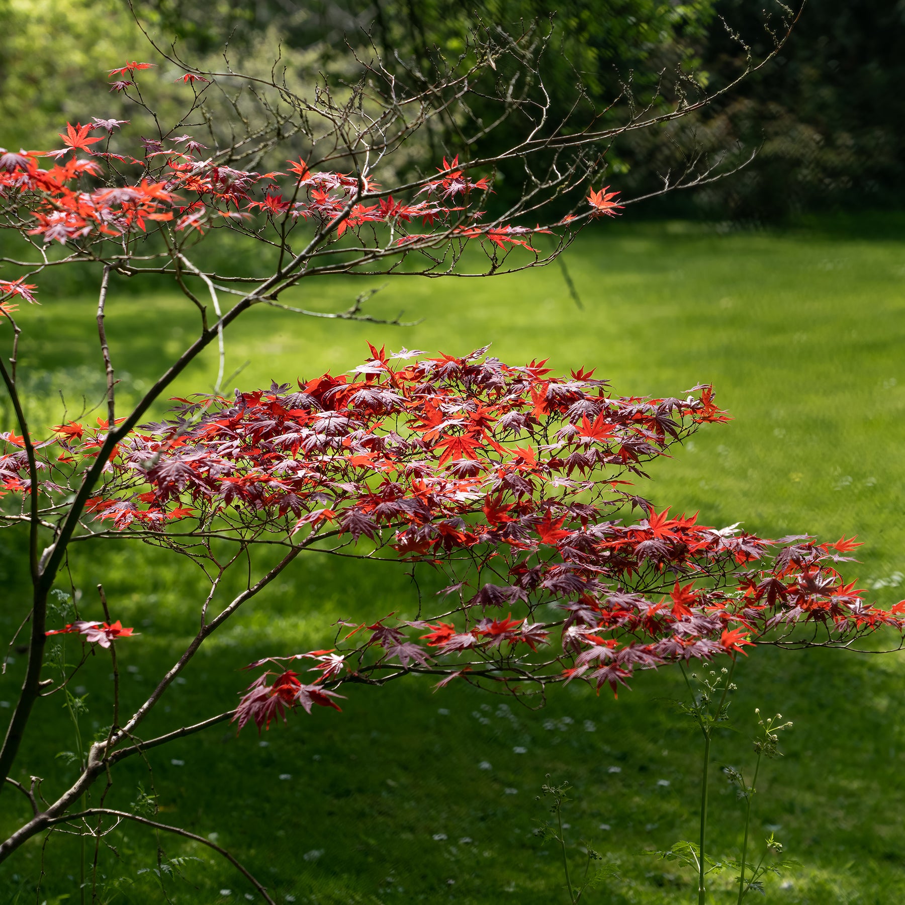 Verkoop Japanse esdoorn 'Atropurpureum' - Japanse esdoorn