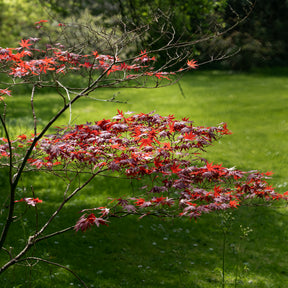 Verkoop Japanse esdoorn 'Atropurpureum' - Japanse esdoorn