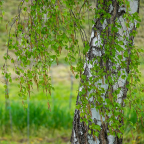 Betula pendula - Witte berk - Berk