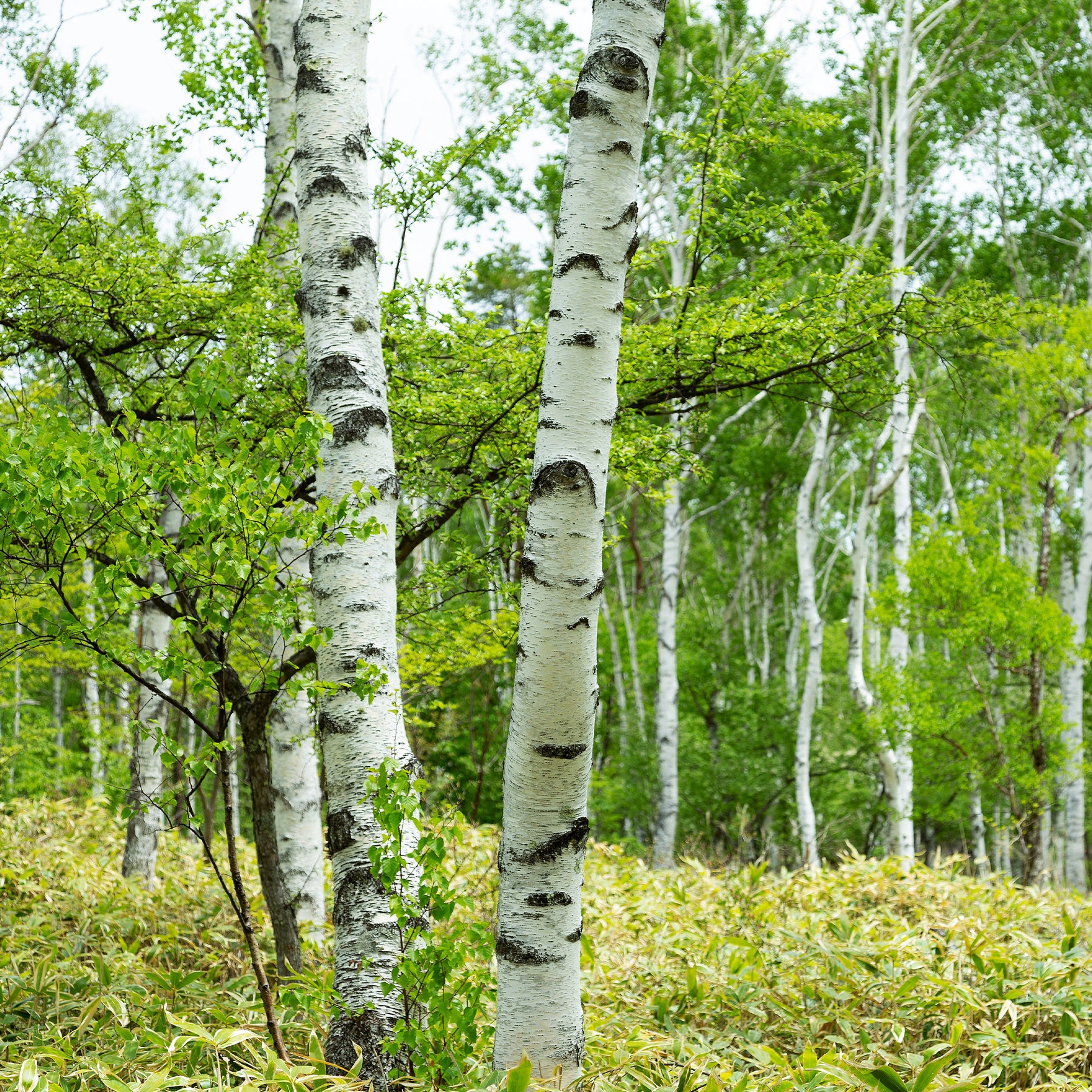 Verkoop Witte berk - Betula pendula