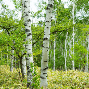 Verkoop Witte berk - Betula pendula