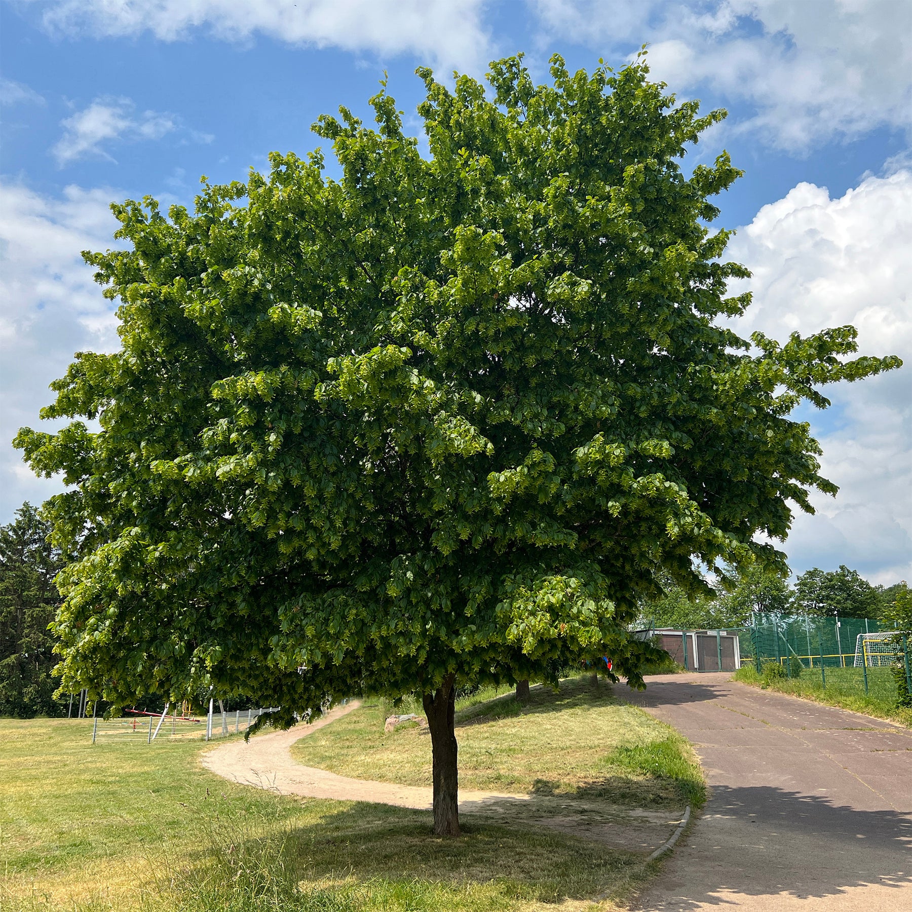 Haagbeuk - Willemse