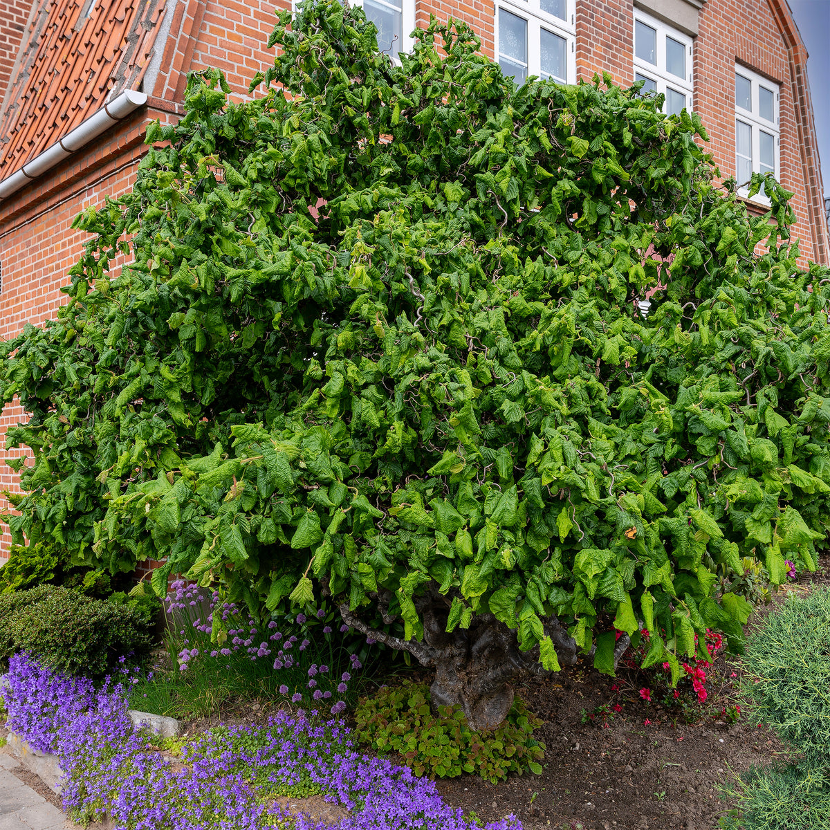 Kronkelhazelaar 'Contorta' - Corylus avellana 'contorta' - Willemse