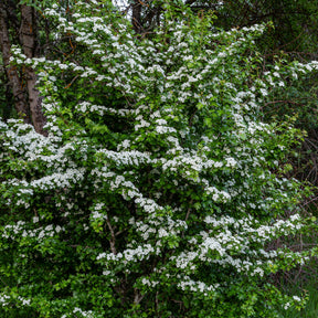 Meidoorn - Crataegus monogyna - Willemse