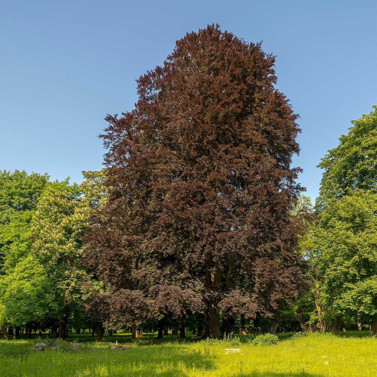 Rode beuk 'Purpurea' - Willemse