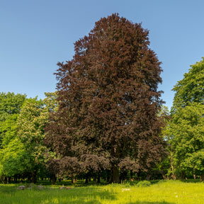 Rode beuk 'Purpurea' - Willemse