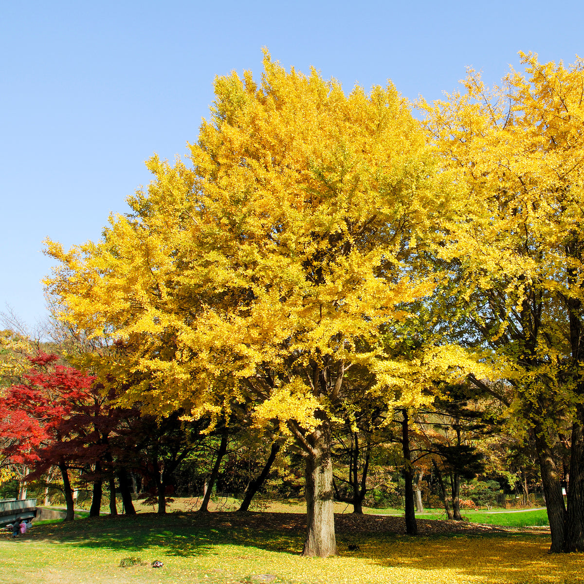 Bloeiende heesters - Japanse notenboom - Ginkgo - Ginkgo biloba