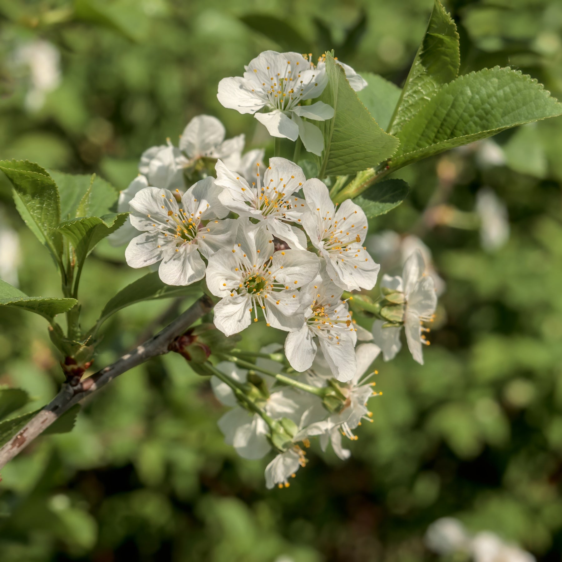 Bloeiende bomen - Zoete Kers - Prunus avium