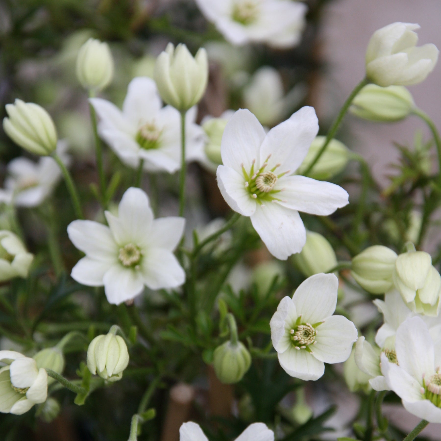 Clematis Early Sensation - Bosrank 'Early Sensation' - Clematis