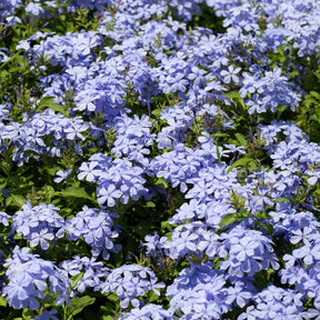 Plumbago auriculata - Mannentrouw - Balkon- en terrasplanten