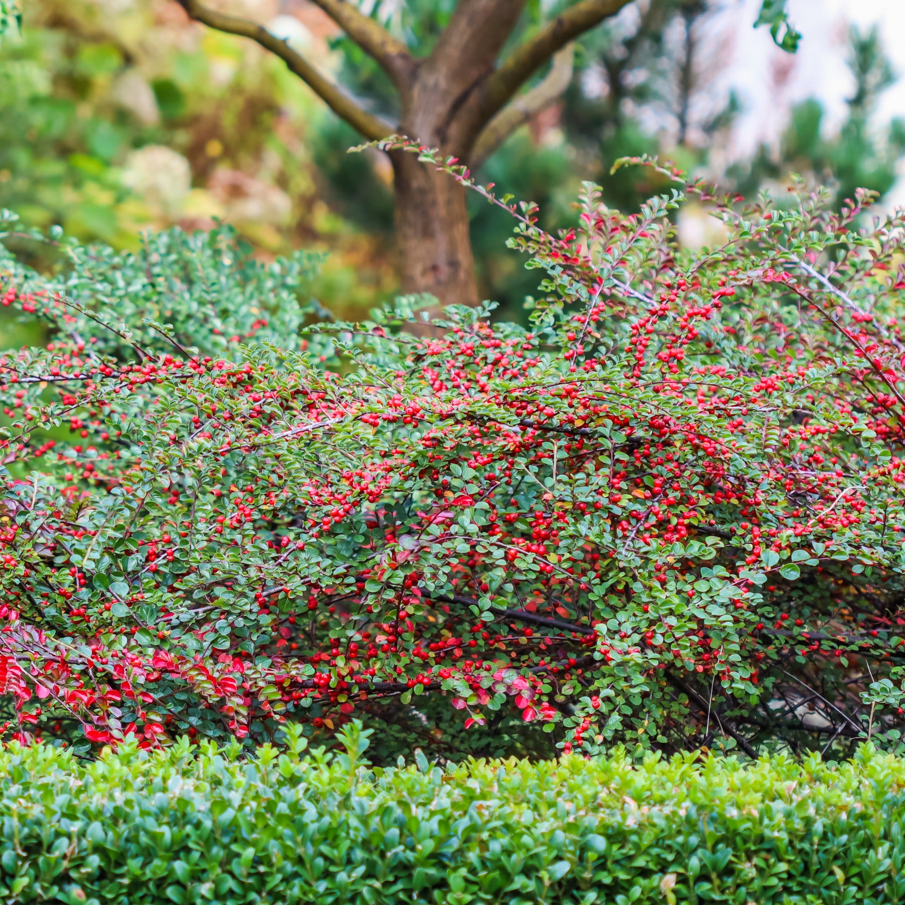 Verkoop Vlakke dwergmispel - Cotoneaster horizontalis