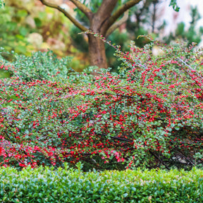 Verkoop Vlakke dwergmispel - Cotoneaster horizontalis