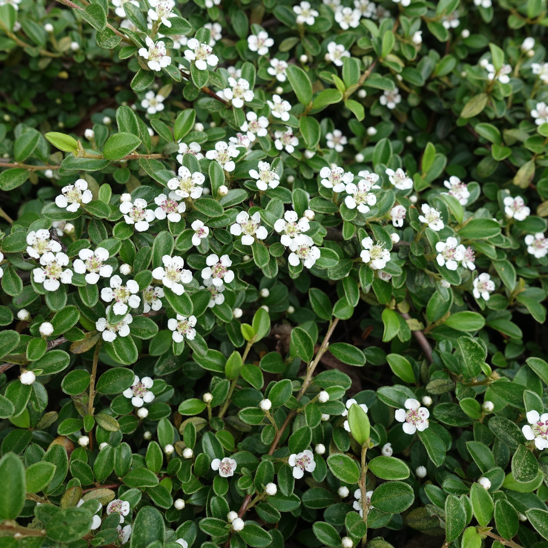Cotoneaster horizontalis - Vlakke dwergmispel - Bodembedekkers