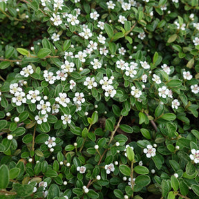 Cotoneaster horizontalis - Vlakke dwergmispel - Bodembedekkers