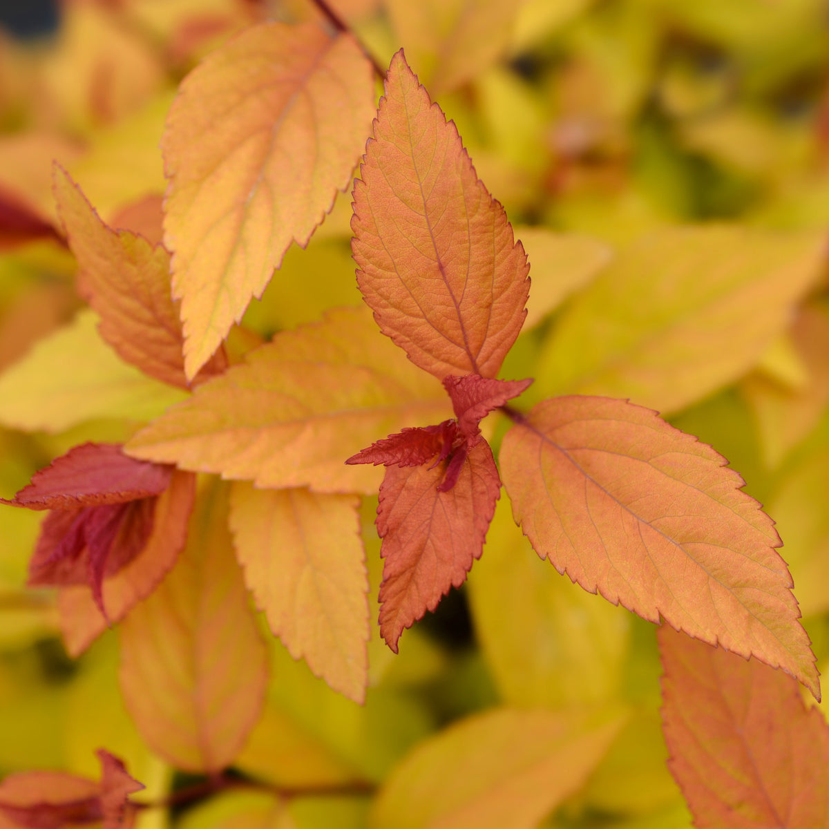 Spirea - Spierstruik 'Firelight' - Spiraea japonica Firelight