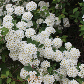 Spiraea vanhouttei - Spierstruik - Spirea