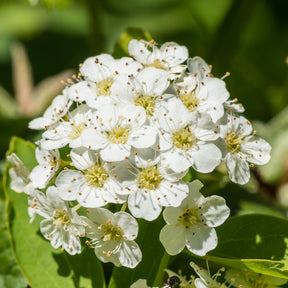 Verkoop Spierstruik - Spiraea vanhouttei
