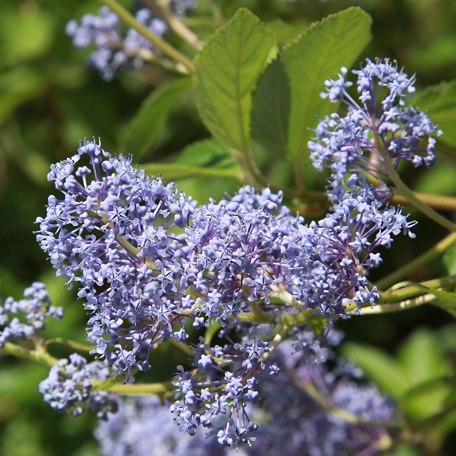 Amerikaanse Syring Gloire de Versailles