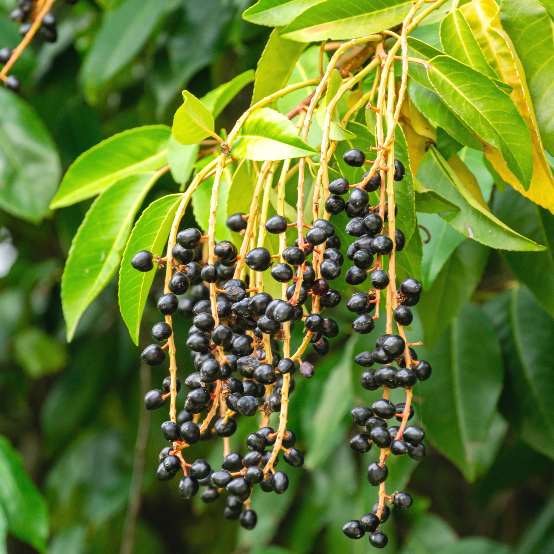 Laurier - Laurus Nobilis - Portugese laurier - Prunus lusitanica