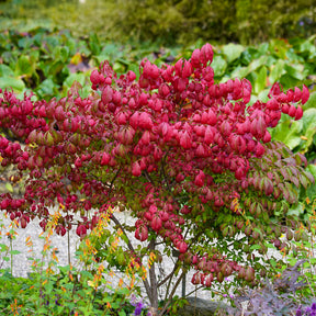 Kardinaalsmuts 'Compactus' - Willemse