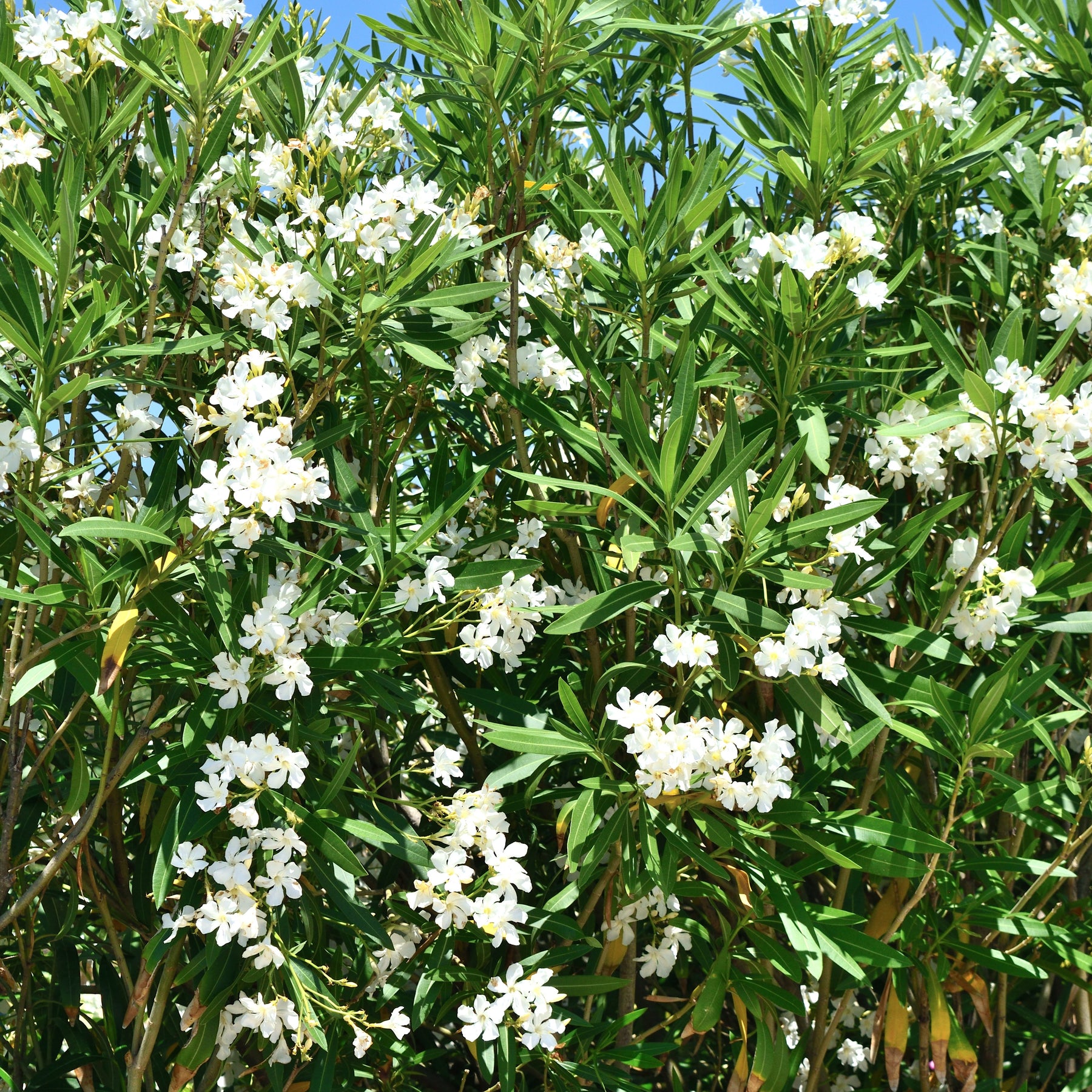 Witte Oleander
