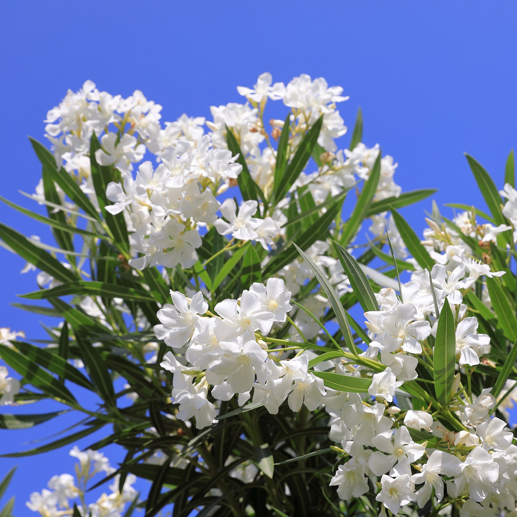 Witte Oleander - Nerium oleander white - Willemse