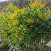 Mahoniestruik 'Wintersun' - Mahonia media 'winter sun' - Willemse