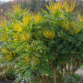 Mahoniestruik 'Wintersun' - Mahonia media 'winter sun' - Willemse