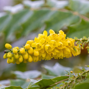 Wintergroene planten - Mahoniestruik 'Wintersun' - Mahonia media 'winter sun'