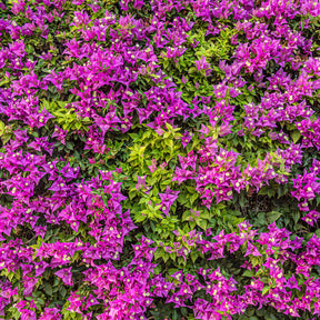 Bougainville - paars - Bougainvillea purple - Willemse