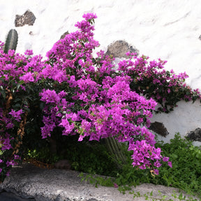 Bougainville - paars - Willemse