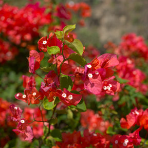Bougainville - rood - Bougainvillea red - Willemse