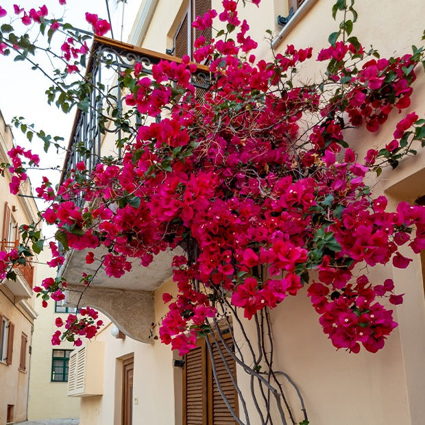 Bougainvillea red - Bougainville - rood - Bougainville